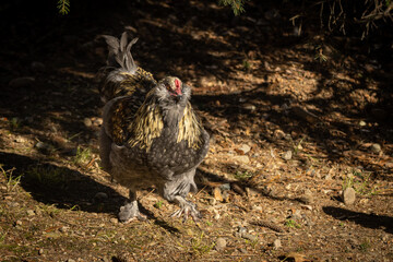 Blue Favaucana Rooster