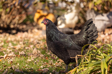 range chicken