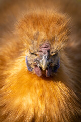 Silkie Bantam Chicken