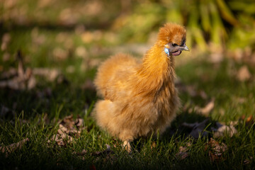 Silkie Bantam Chicken