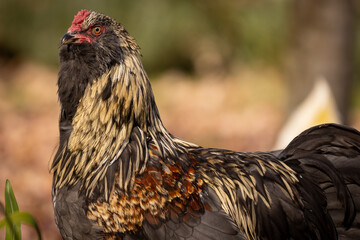 Blue Favaucana Rooster