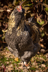 Blue Favaucana Rooster