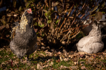 Blue Favaucana Rooster