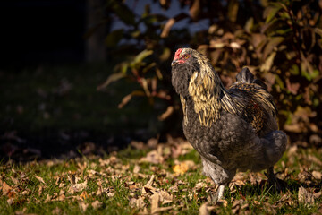 Blue Favaucana Rooster
