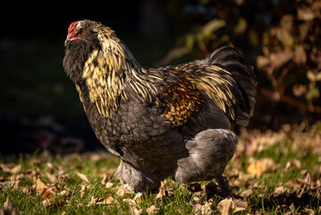 Blue Favaucana Rooster