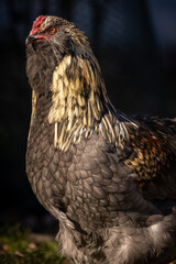 Blue Favaucana Rooster