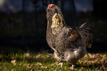 Blue Favaucana Rooster