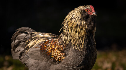 Blue Favaucana Rooster