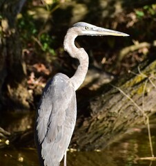 great blue heron