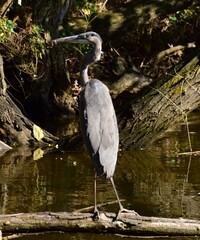 great blue heron