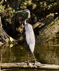 great blue heron
