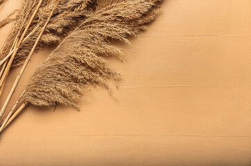 Dry common reeds on color wooden background