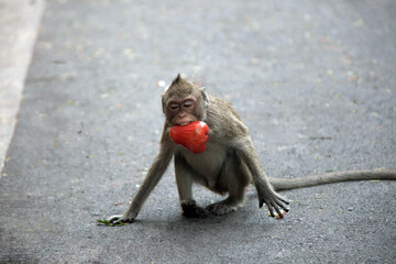 可愛いサル