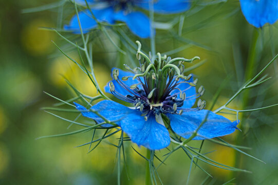 Blue Nigella Flower