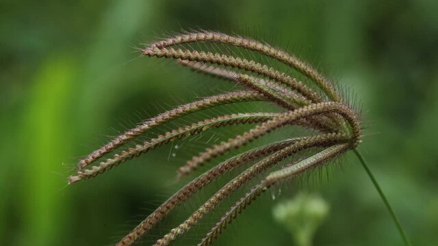 Close up video of Inflorescences plant from family Poaceae