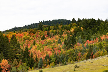 Naklejka premium Fall in Utah