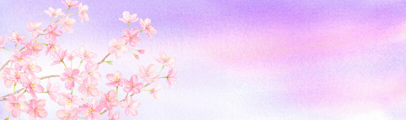 茜色の空と桜の花の背景　水彩イラスト　手描きアナログ　横長サイズ