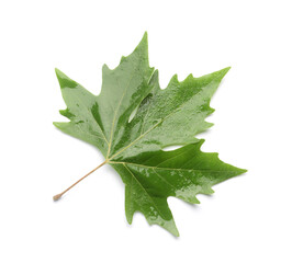 Green maple leaf isolated on white