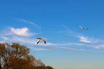 Birds