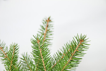 Fir branch or spruce branch with needles isolated on white background. Green natural fir tree branches. Frame and border. Copy space. Christmas holiday concept. Template for design. Close-up
