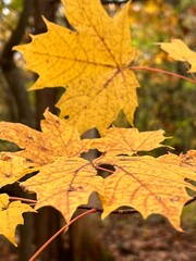 autumn maple leaves
