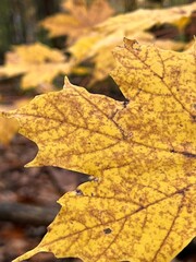 yellow leaf