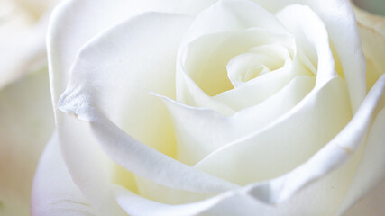 A beautiful white rose that you can almost smell its fragrance - stock photo