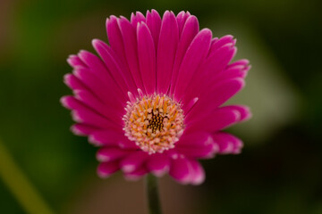 A lovely pink daisy flower photographed in a garden centre - stock photo