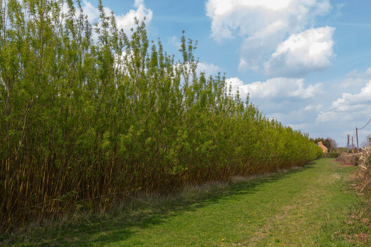 Biomass trees poplar & willow coppicing for renewable energy - stock photo
