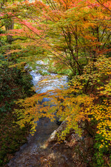 清流と黄色いもみじ