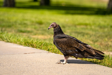Turkey vulture (Cathartes aura) stands on a path in the park. 