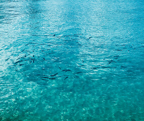 blue water background with fish