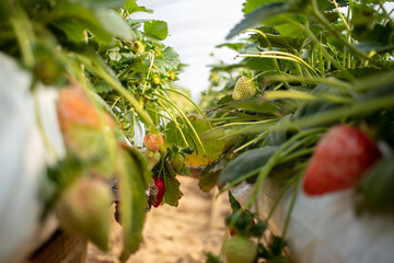 Strawberry planting, Strawberry growers working in greenhouse with harvest