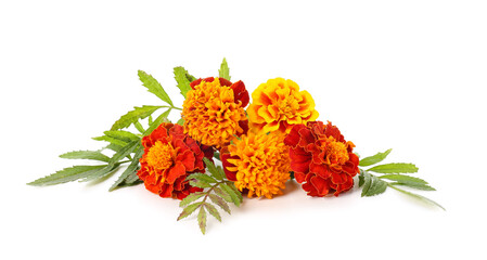 Marigold flowers isolated on white background