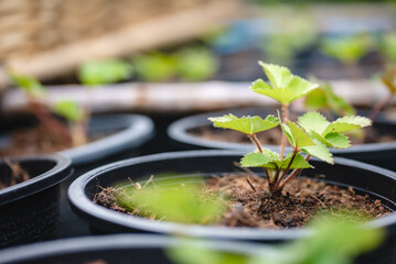 green healthy raw food lifestyle, fresh vegetable salad from agricultural crop field for vegetarian