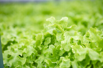 green healthy raw food lifestyle, fresh vegetable salad from agricultural crop field for vegetarian