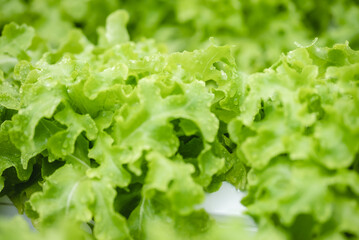 green healthy raw food lifestyle, fresh vegetable salad from agricultural crop field for vegetarian