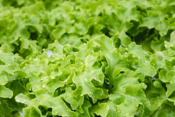 green healthy raw food lifestyle, fresh vegetable salad from agricultural crop field for vegetarian