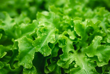 green healthy raw food lifestyle, fresh vegetable salad from agricultural crop field for vegetarian