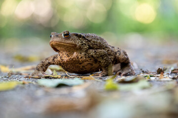 Kröte sitzt auf herbstlichem Waldboden