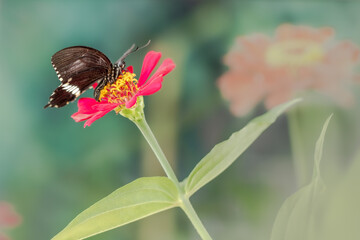 A brown butterfly perched on a red zinnia flower, with a plant background and bright sunlight, copy space