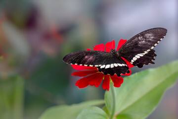 A brown butterfly perched on a red zinnia flower, with a plant background and bright sunlight, copy space