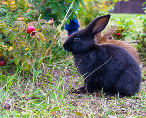 A black rabbit is sitting in the grass. - 468279536