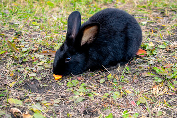 black rabbit island sitting in the grass. A rabbit eats a carrot - 468279544