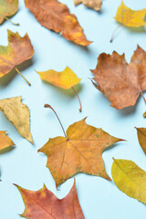 Different autumn leaves on color background