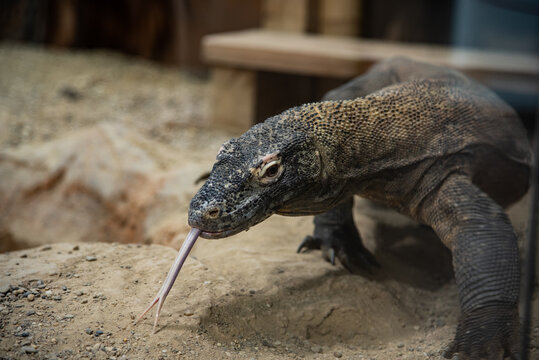 Portr&auml;t Komodowaran