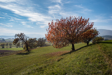 Apfelbaum in herblichstlich roter Verfärbung