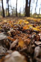 Obraz premium fall forest