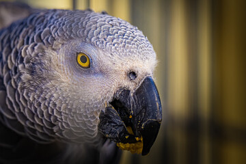  2021-11-09 CLOSE UP OF A GREY MCCAWS EYE WITH A BLURRY NEK AND BACKGROUND