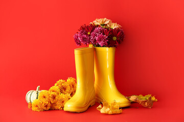 Pair of rubber boots and chrysanthemum flowers on color background